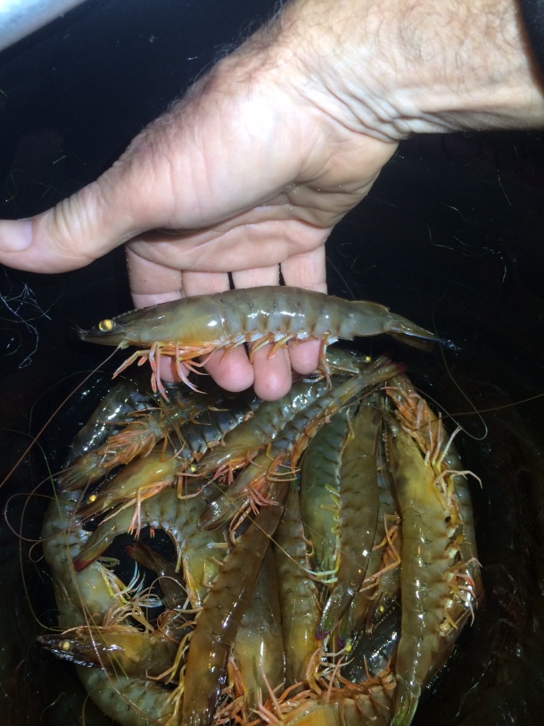 A good year for prawns – Eastern King Prawn stocking program